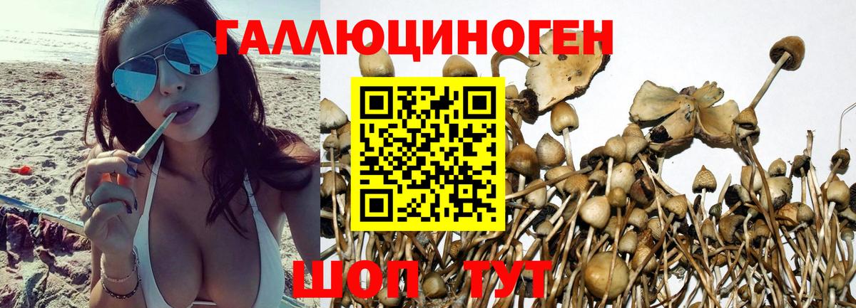 Галлюциногенные грибы Psilocybe  Вход с VPN  Полевской 